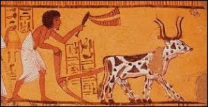 egyptian plow