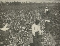 cotton slavery photo